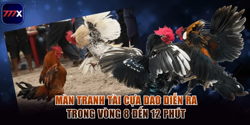 Quy Tắc Chơi Đá Gà Cựa Dao Cực Dễ Hiểu Dành Cho Tân Binh 3 Màn tranh tài cựa dao diễn ra trong vòng 8 đến 12 phút